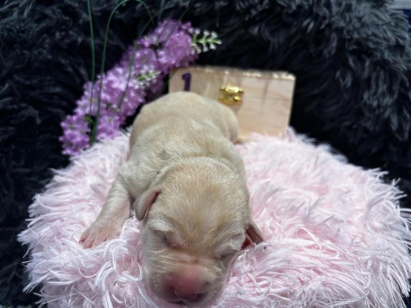 Labrador Welpe Blond NR.1 Hündin