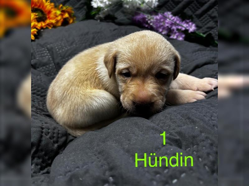 Labrador Welpe Hündin