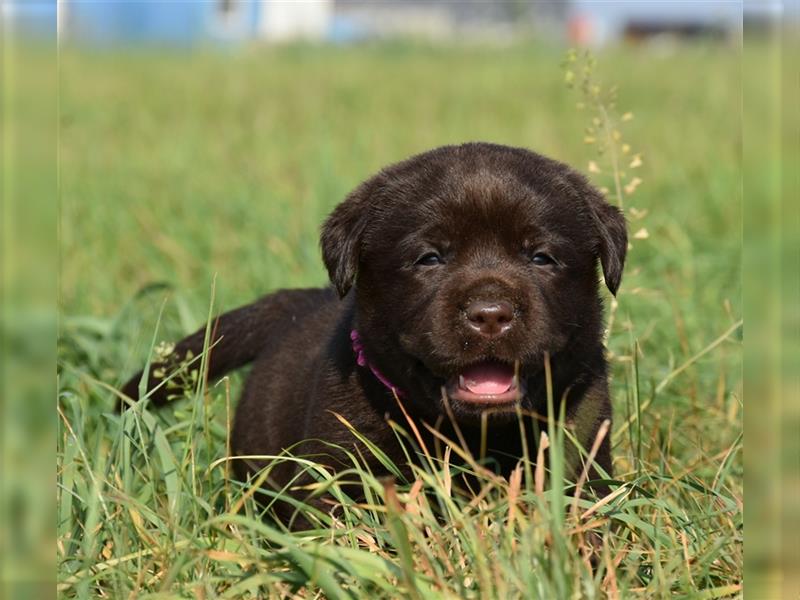 Labrador retriever Welpen