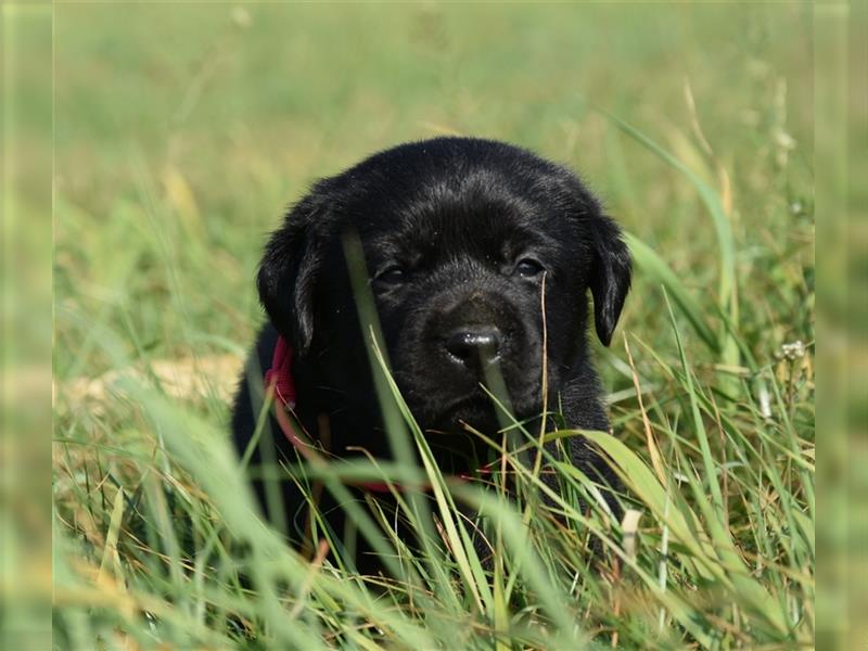 Labrador retriever Welpen