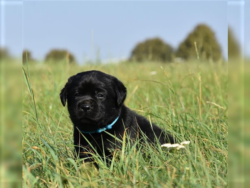 Labrador retriever Welpen