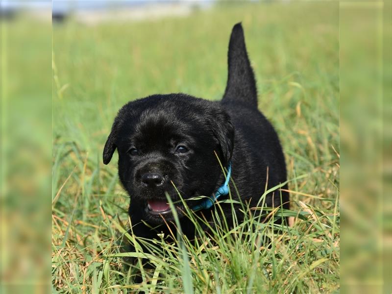 Labrador retriever Welpen