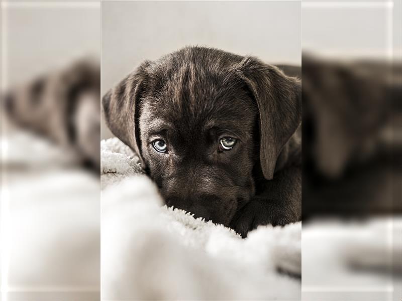 Bezaubernde Labradorwelpen mit Ahnentafel in charcoal 