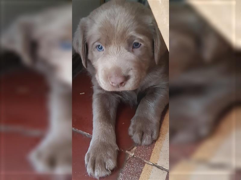 Bezaubernde Labradorwelpen mit Ahnentafel in charcoal 