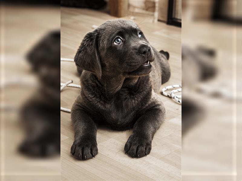 Bezaubernde Labradorwelpen mit Ahnentafel in charcoal 