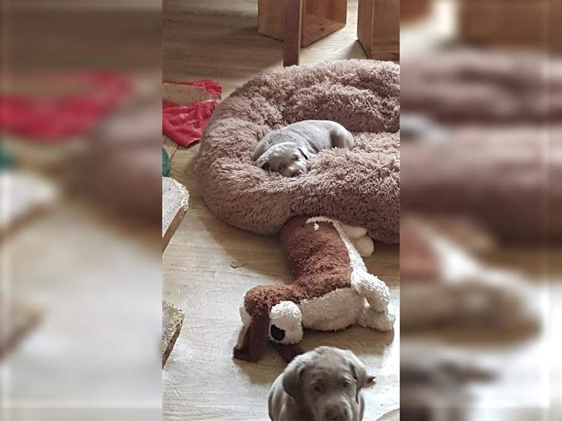 Bezaubernde Labradorwelpen mit Ahnentafel in charcoal 