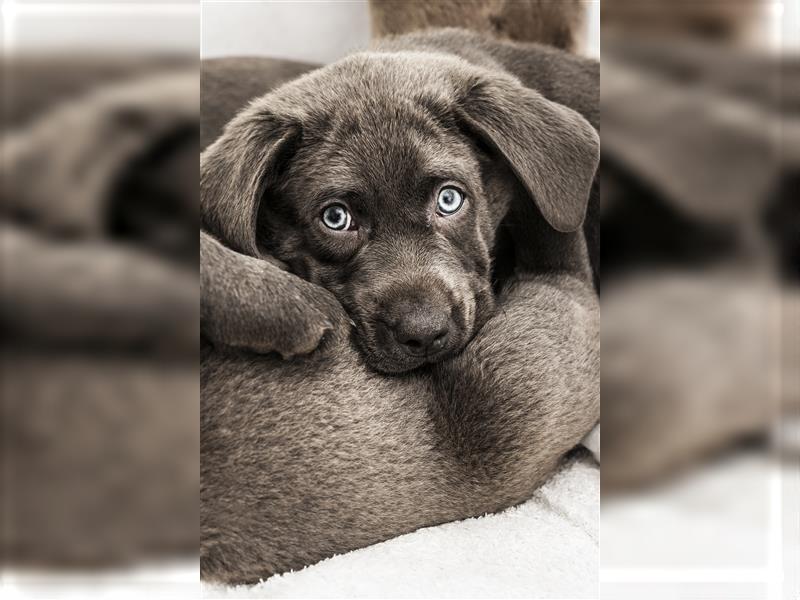 Bezaubernde Labradorwelpen mit Ahnentafel in charcoal 