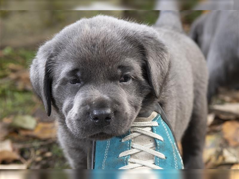 Bezaubernde Labradorwelpen mit Ahnentafel in charcoal 