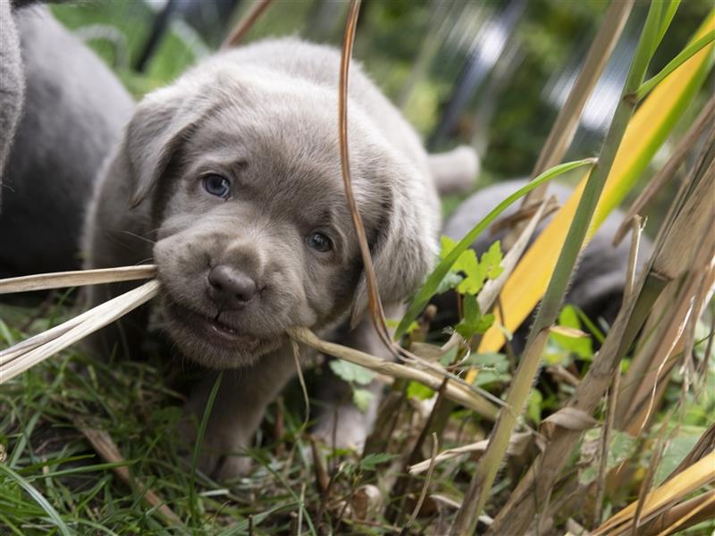 Bezaubernde Labradorwelpen mit Ahnentafel in charcoal 