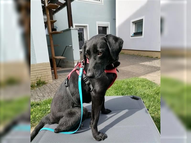Sehr liebe, gut verträgliche Labrador-Mischlingshündin „Resi“, geb. 2019, mag Kinder, andere Hunde