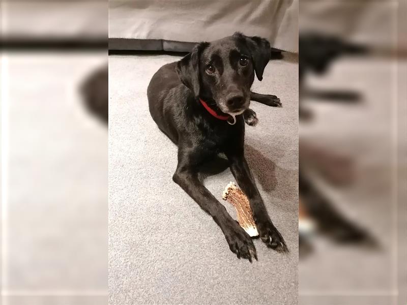 Sehr liebe, gut verträgliche Labrador-Mischlingshündin „Resi“, geb. 2019, mag Kinder, andere Hunde