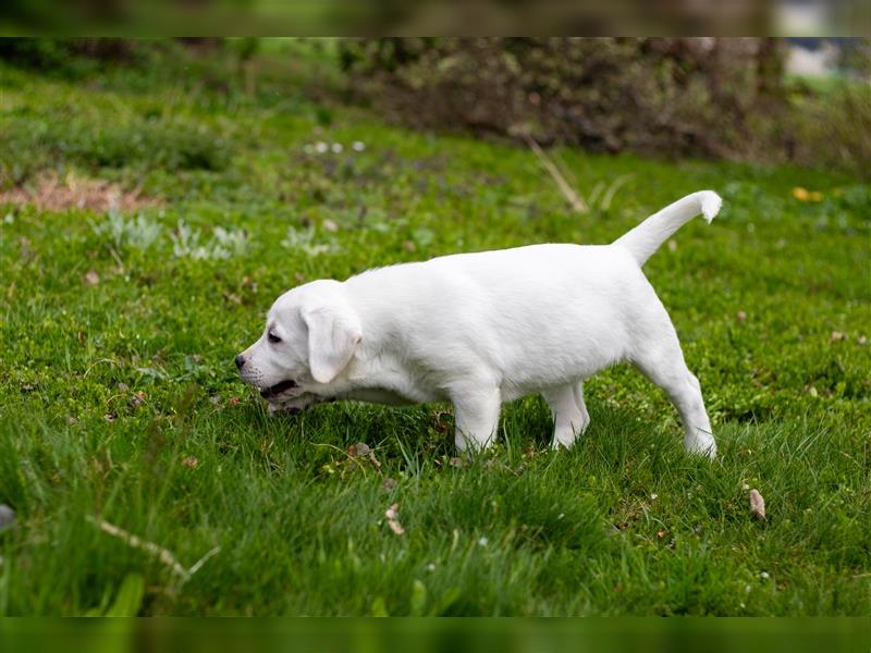 Labrador Welpen weiß