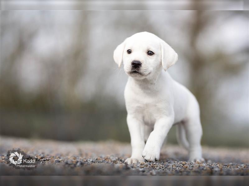 Labrador Welpen weiß
