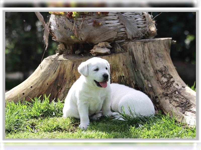 Labradorwelpen weiß  „vom Thüringer Wald“
