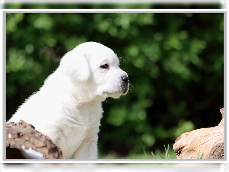 Labradorwelpen weiß  „vom Thüringer Wald“