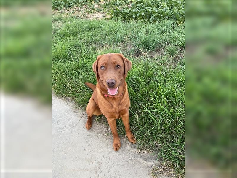 Wunderschöne Labradorwelpen in dark foxred  aus prämierter Zucht mit Papieren (Ahnentafel)