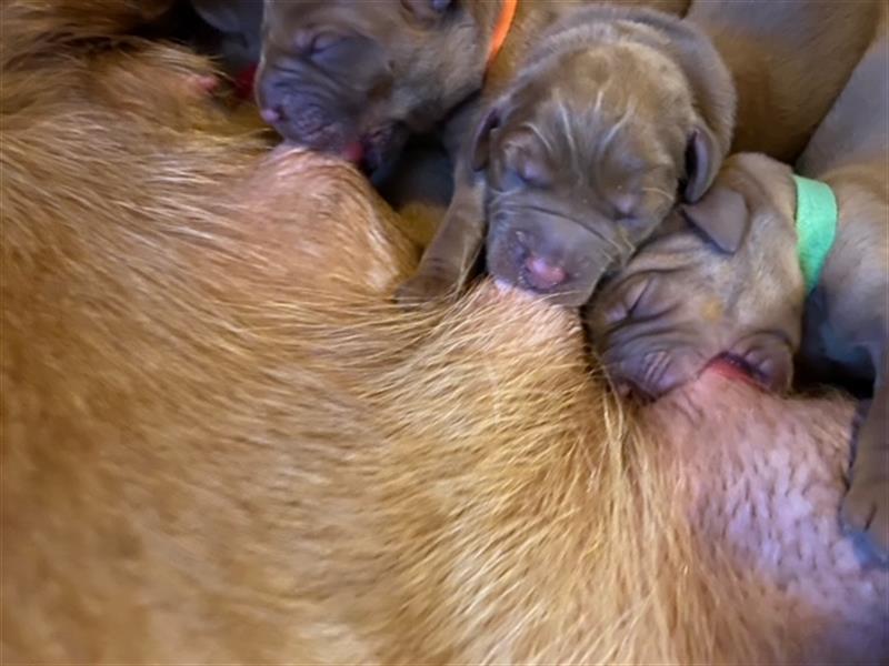 Wunderschöne Labradorwelpen in dark foxred  aus prämierter Zucht mit Papieren (Ahnentafel)