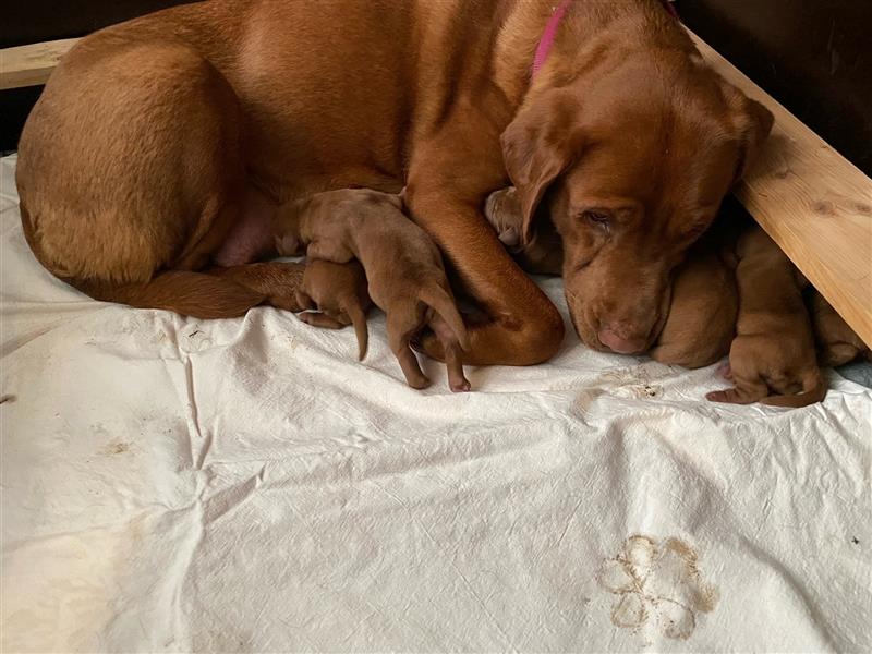 Wunderschöne Labradorwelpen in dark foxred  aus prämierter Zucht mit Papieren (Ahnentafel)