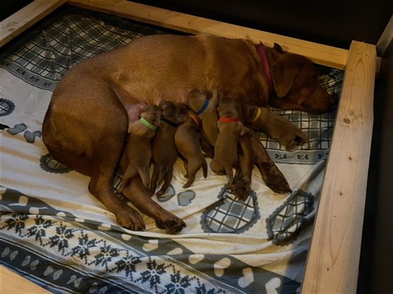 Wunderschöne Labradorwelpen in dark foxred  aus prämierter Zucht mit Papieren (Ahnentafel)