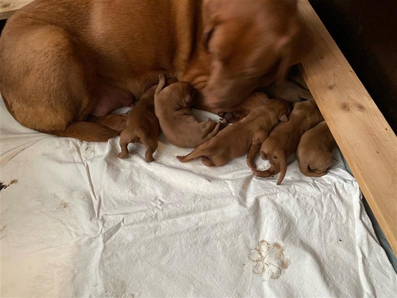 Wunderschöne Labradorwelpen in dark foxred  aus prämierter Zucht mit Papieren (Ahnentafel)