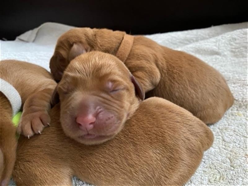 Wunderschöne Labradorwelpen in dark foxred  aus prämierter Zucht mit Papieren (Ahnentafel)