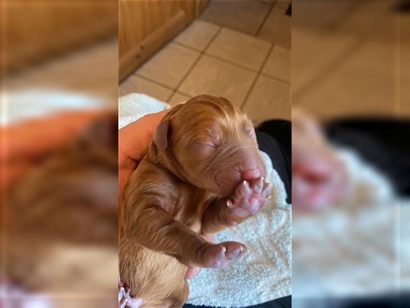 Wunderschöne Labradorwelpen in dark foxred  aus prämierter Zucht mit Papieren (Ahnentafel)