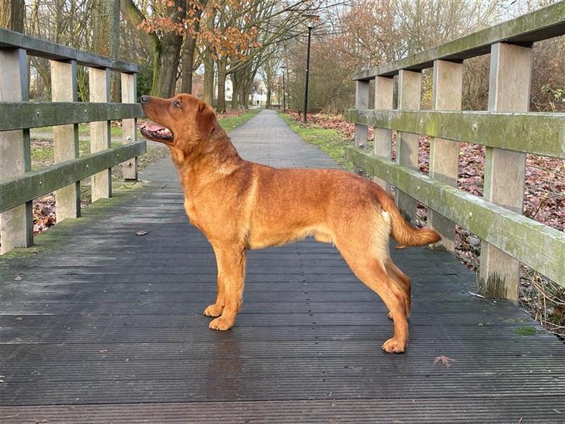 Wunderschöne Labradorwelpen in dark foxred  aus prämierter Zucht mit Papieren (Ahnentafel)