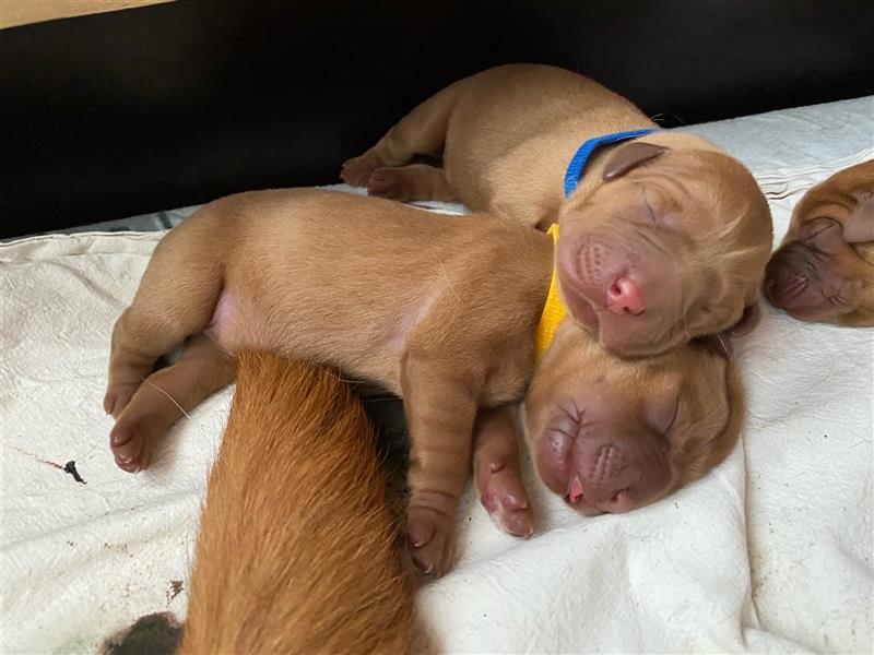 Labradorwelpe in dark foxred  aus prämierter Zucht mit Papieren (Ahnentafel)