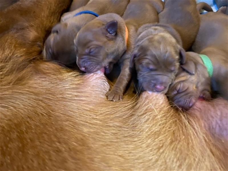 Labradorwelpe in dark foxred  aus prämierter Zucht mit Papieren (Ahnentafel)