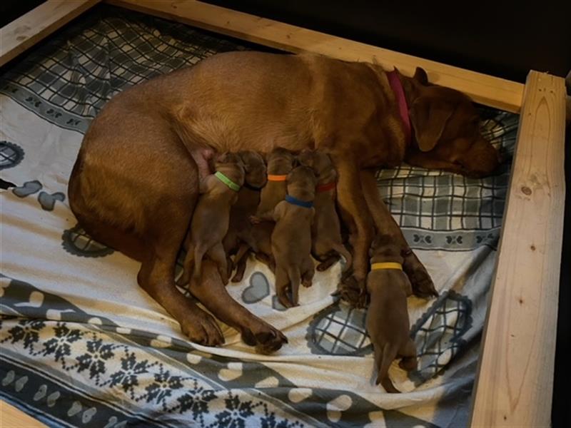 Labradorwelpe in dark foxred  aus prämierter Zucht mit Papieren (Ahnentafel)