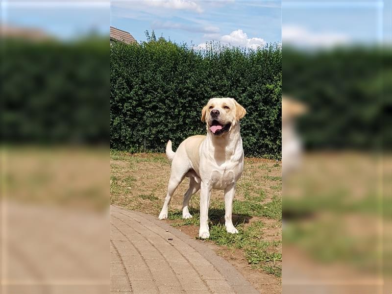 Labrador Welpen reinrassig (gelb-foxred)