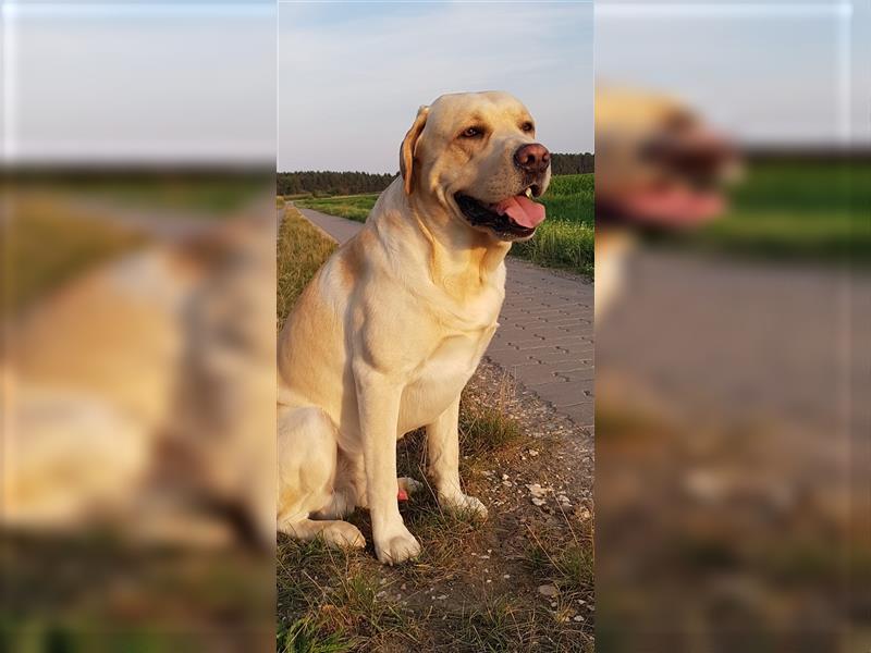 Labrador Welpen reinrassig (gelb-foxred)