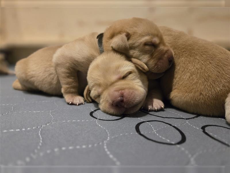 Labrador Welpen reinrassig (gelb-foxred)