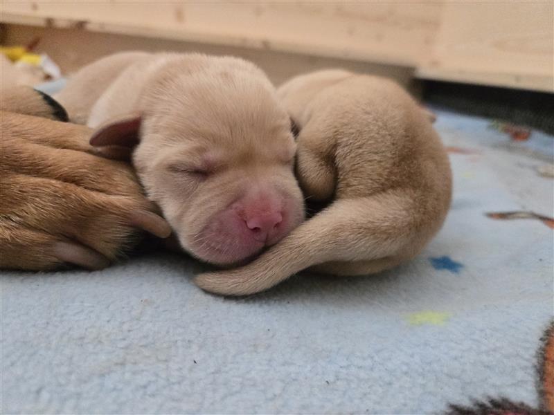 Labrador Welpen reinrassig (gelb-foxred)