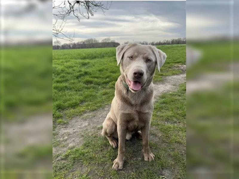 Labrador Welpen Blond und Schwarz