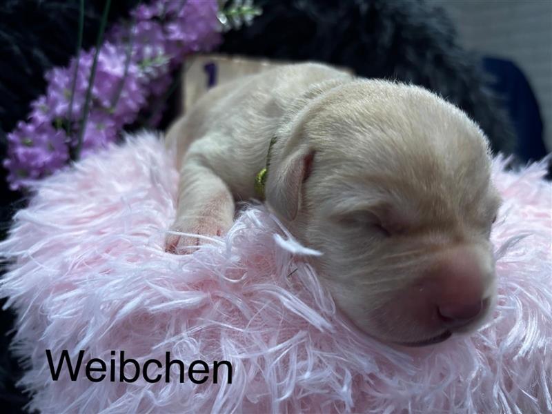 Labrador Welpen Blond und Schwarz