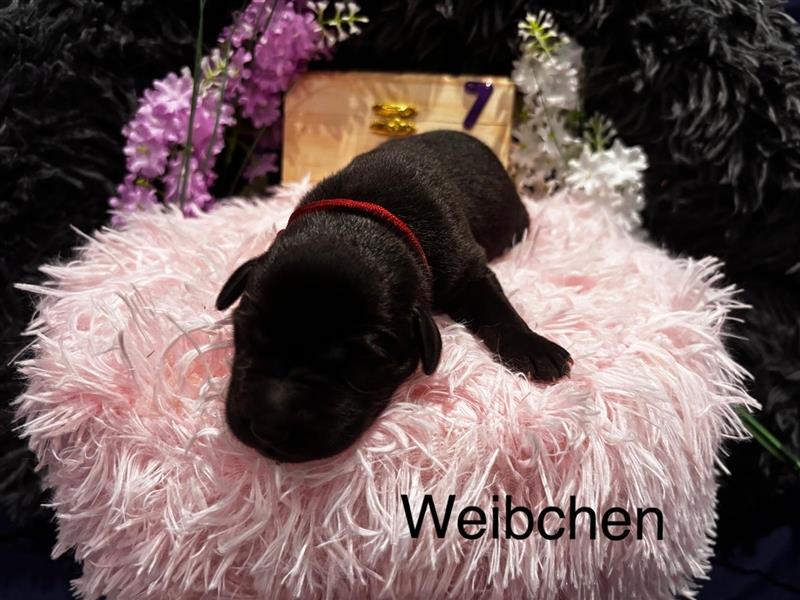 Labrador Welpen Blond und Schwarz