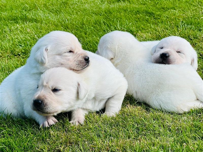 Wurfankündigung weiße Labrador-Welpen