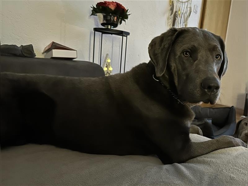 Deckrüde Labrador Bonez von den Lehmkuhlen Charcoral