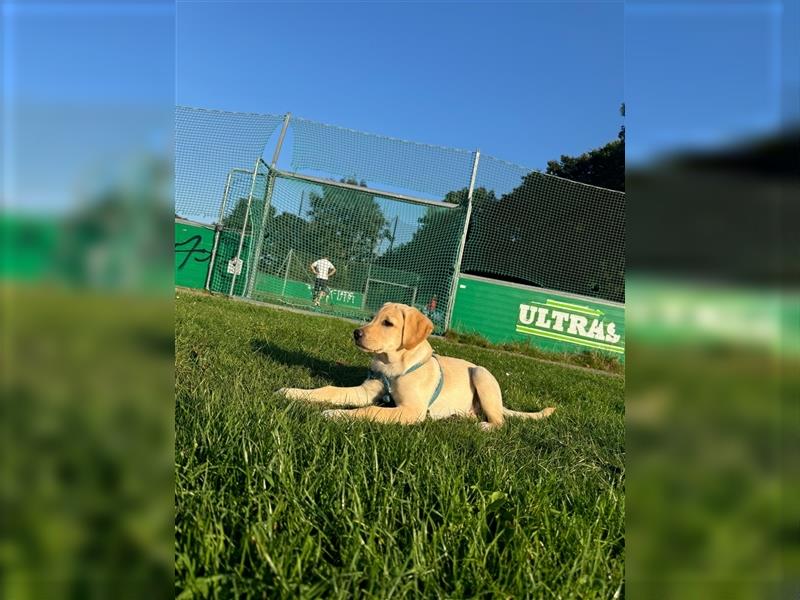 Labradorwelpe Rocky