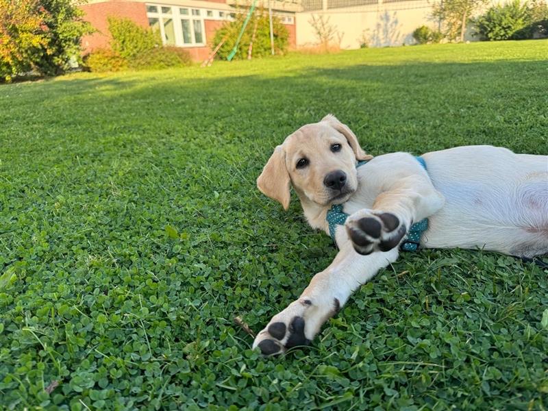 Labradorwelpe Rocky