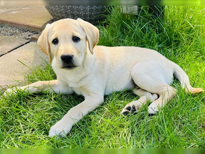 Labradorwelpe Rocky