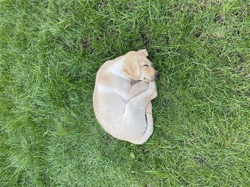 Labradorwelpe Rocky