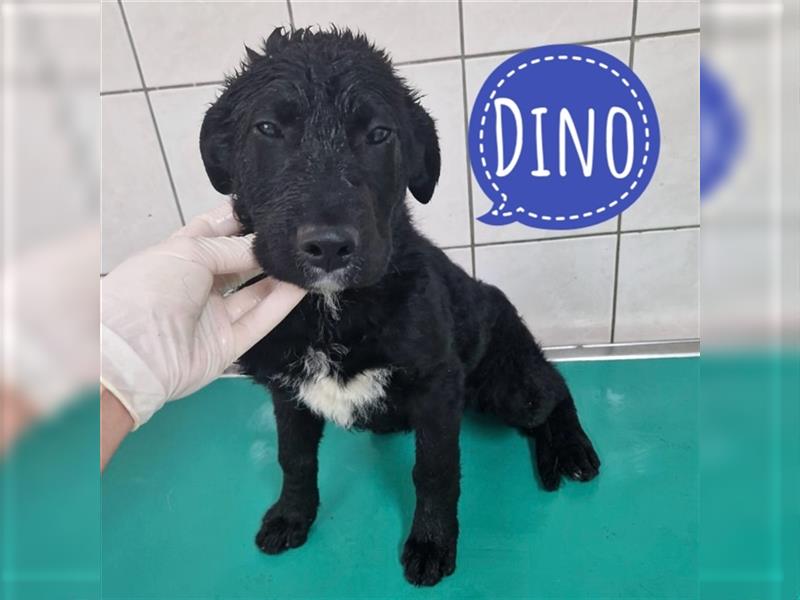 Dino ein Familienhund