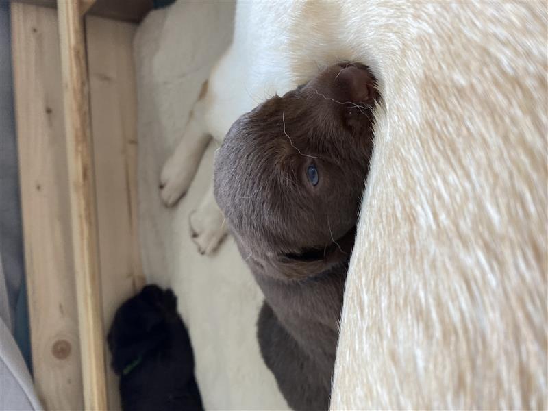 Labrador Welpe schoko braun