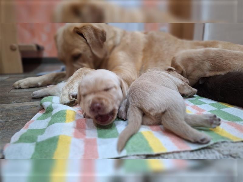 Labrador Junge champagner