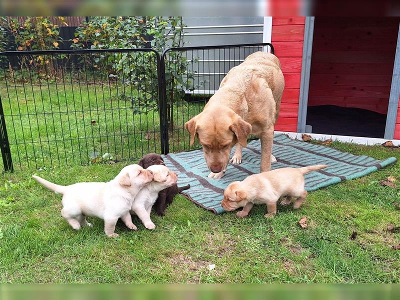 Labrador Junge champagner