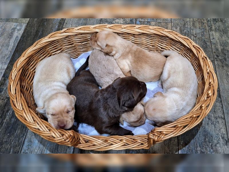 Labradorwelpen aus Familenaufzucht ab 20  Oktober in liebevolle Hände