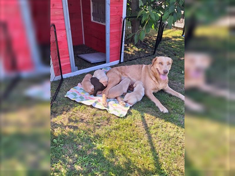 Labradorwelpen aus Familenaufzucht ab 20  Oktober in liebevolle Hände