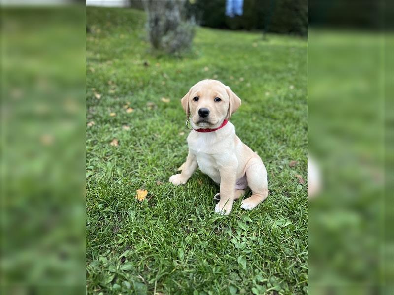 Reinrassiger Labrador Welpe sucht noch liebevolles Zuhause